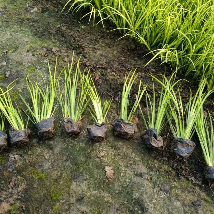 菖蒲容器苗盆栽苗小苗