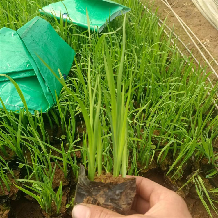 常綠鳶尾容器苗盆栽苗