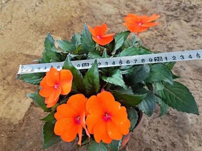 鳳仙花容器苗