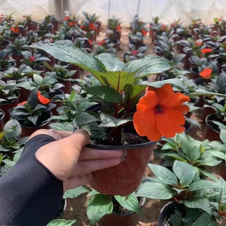 橙色<a href='http://m.wuzhouwash.com/caohuazhongzi/1051.html' target='_blank'>鳳仙花</a>容器苗盆栽苗