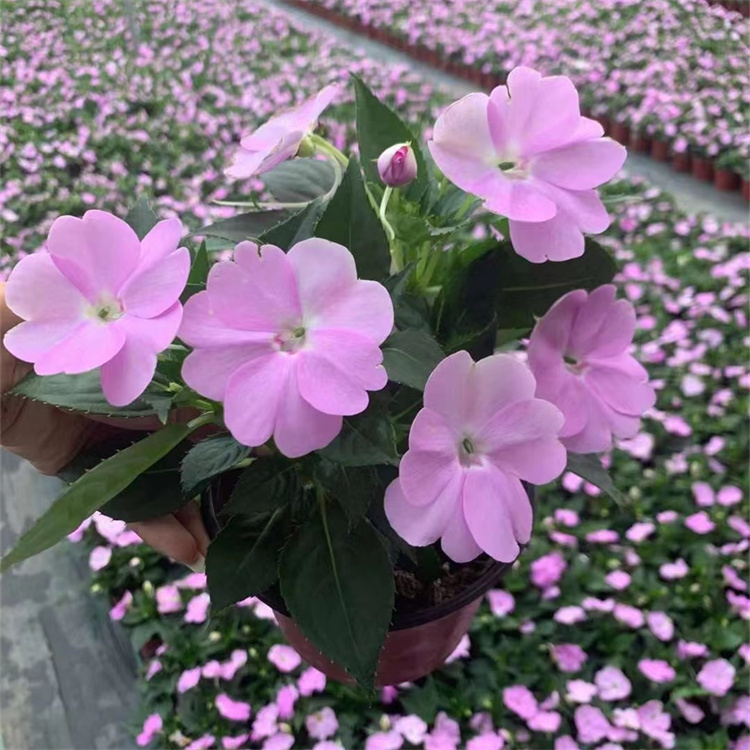粉色鳳仙花容器苗盆栽苗