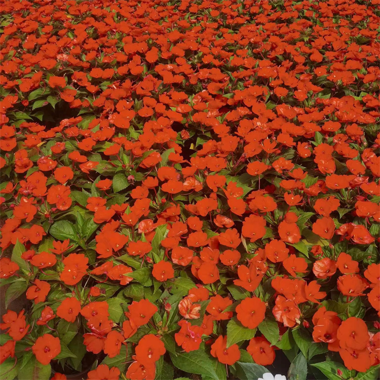 大紅色鳳仙花容器苗盆栽苗