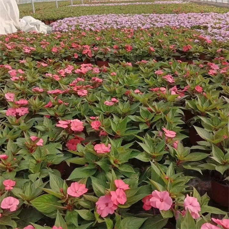 粉紅色鳳仙花容器苗盆栽苗