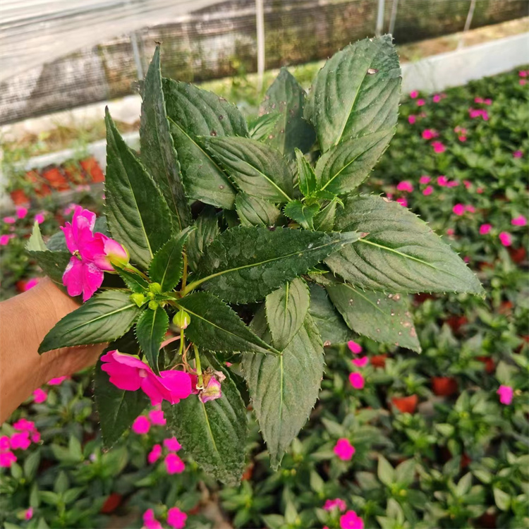 玫紅色鳳仙花容器苗盆栽苗