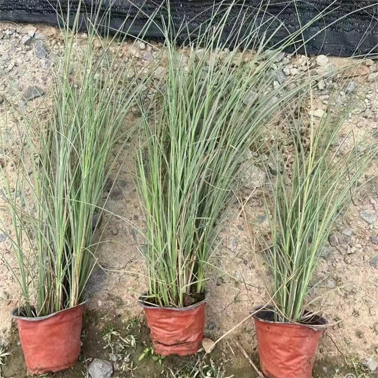晨光芒容器苗盆栽苗觀賞芒草