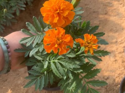 橙色孔雀草容器苗