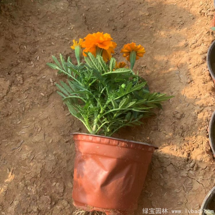 橙色<a href='http://m.wuzhouwash.com/caohuazhongzi/1575.html' target='_blank'>孔雀草</a>容器苗