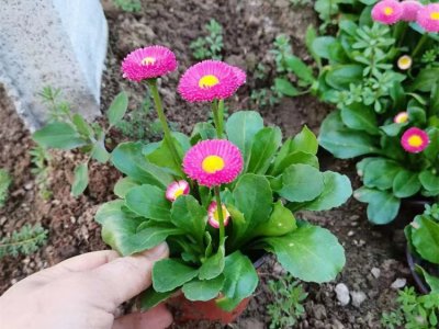 雛菊容器苗