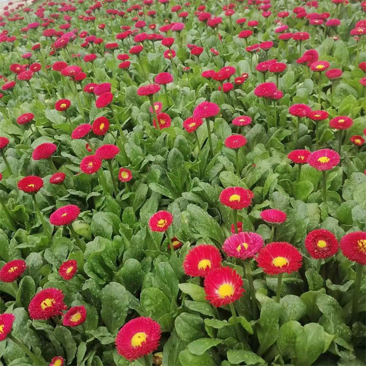 雛菊容器苗盆栽苗