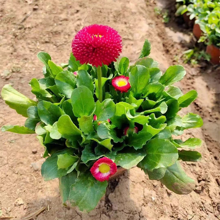 雛菊容器苗盆栽苗