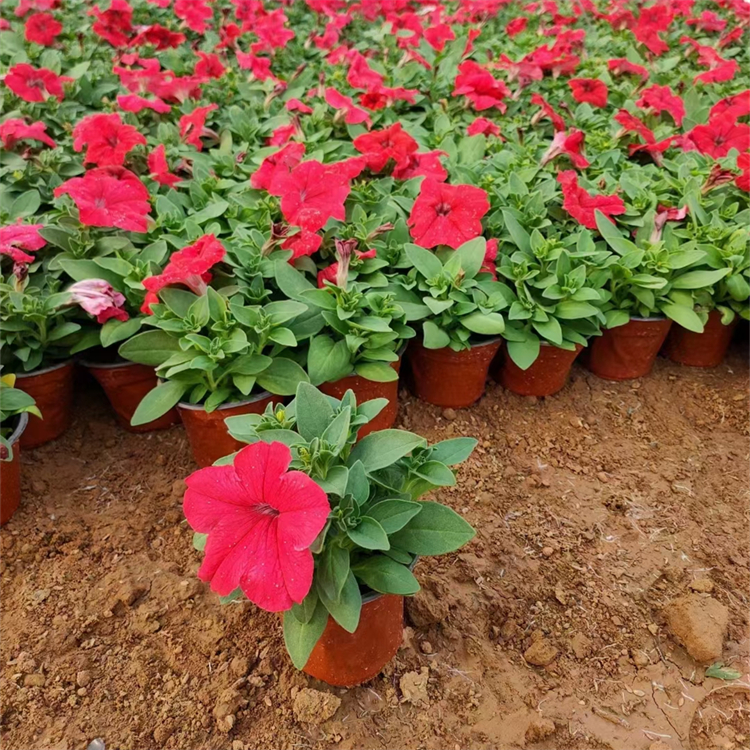 大紅色垂釣牽牛容器苗盆栽苗