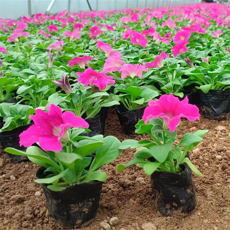 玫紅色垂釣牽牛容器苗盆栽苗