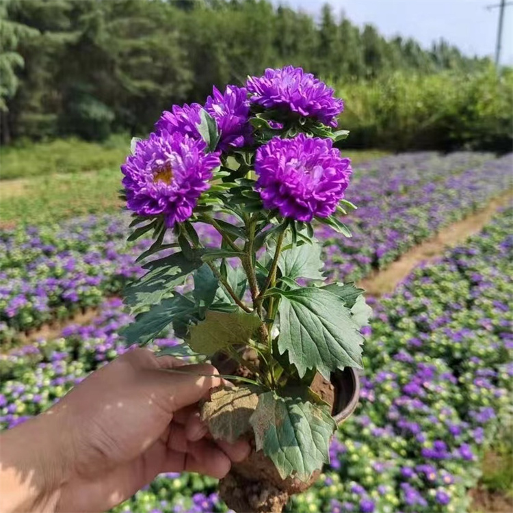 翠菊容器苗盆栽藍色紫色
