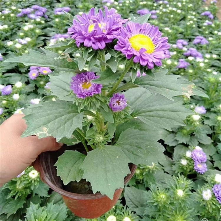 翠菊容器苗盆栽藍色紫色