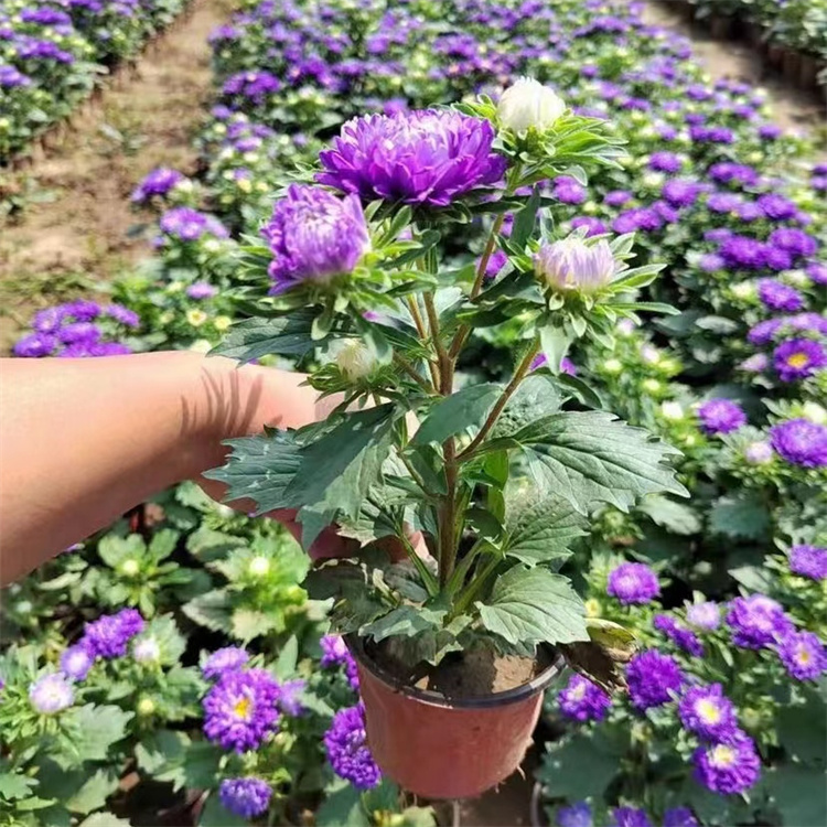 翠菊容器苗盆栽藍色紫色