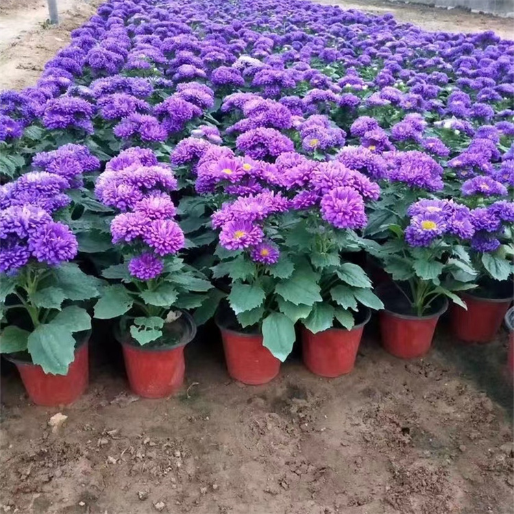 翠菊容器苗盆栽藍色紫色