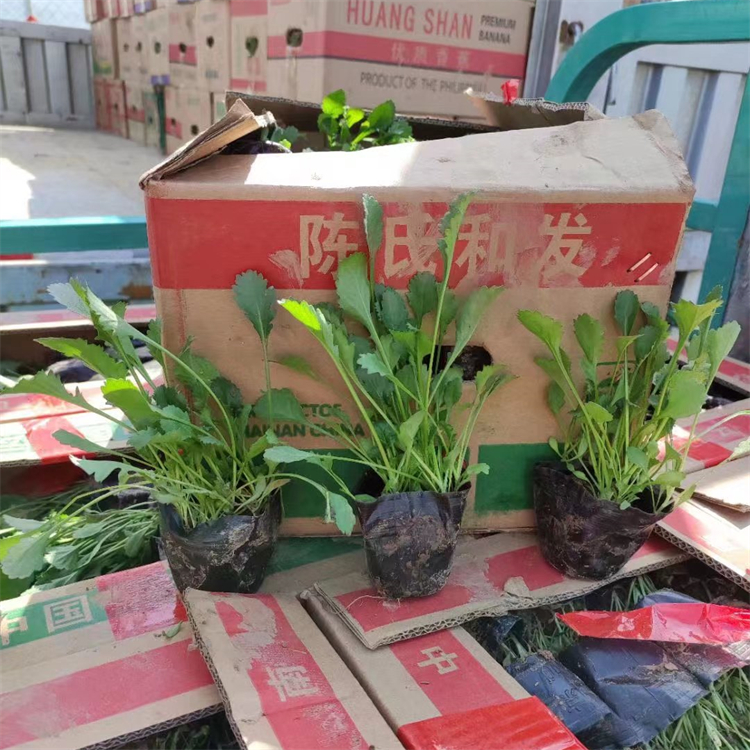 大濱菊容器苗盆栽苗