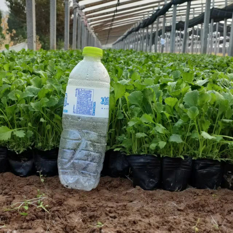 大濱菊容器苗盆栽苗