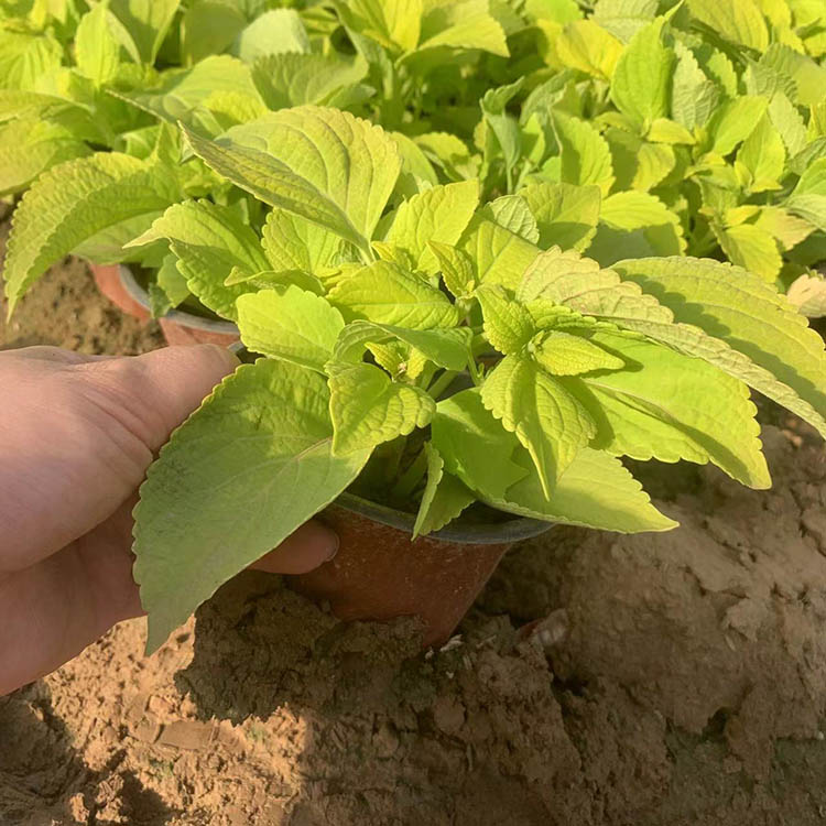 橙色彩葉草容器苗盆栽苗