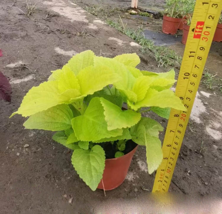 橙色彩葉草容器苗盆栽苗