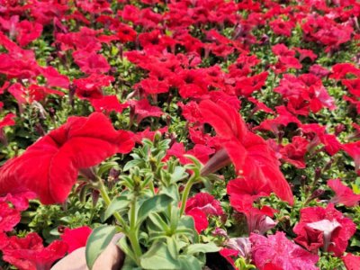 大紅色牽?；ㄈ萜髅? />
								
								</a>
						</div>
                        <div   id=