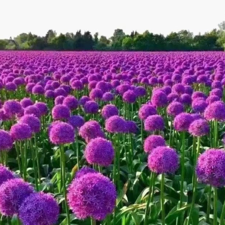 大花蔥容器苗花朵花海