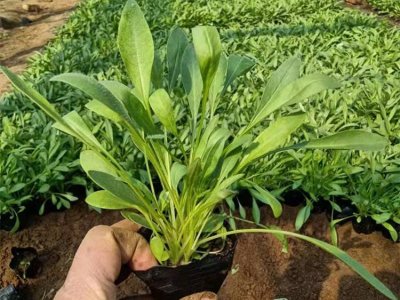 大花金雞菊容器苗