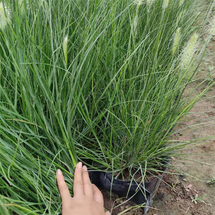 小兔子狼尾草容器苗