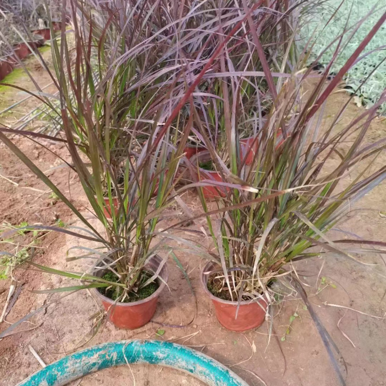 紫葉<a href='http://m.wuzhouwash.com/mucaozhongzi/1687.html' target='_blank'>狼尾草</a>容器苗