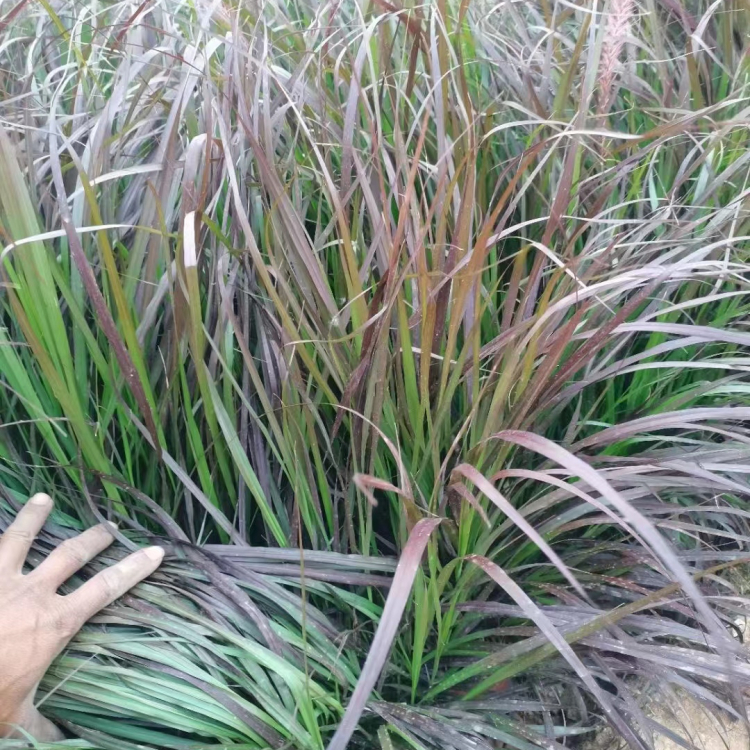紫葉<a href='http://m.wuzhouwash.com/mucaozhongzi/1687.html' target='_blank'>狼尾草</a>容器苗