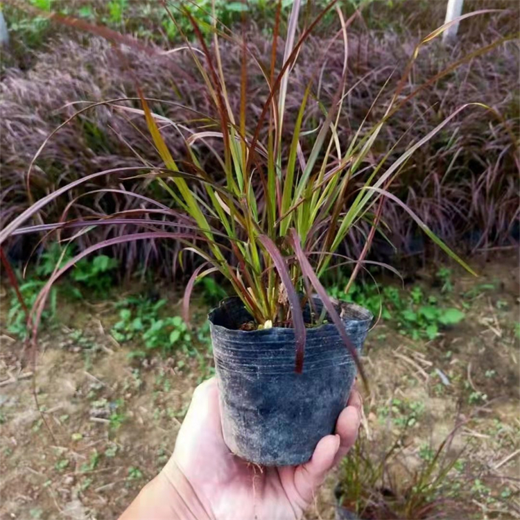 紫葉<a href='http://m.wuzhouwash.com/mucaozhongzi/1687.html' target='_blank'>狼尾草</a>容器苗