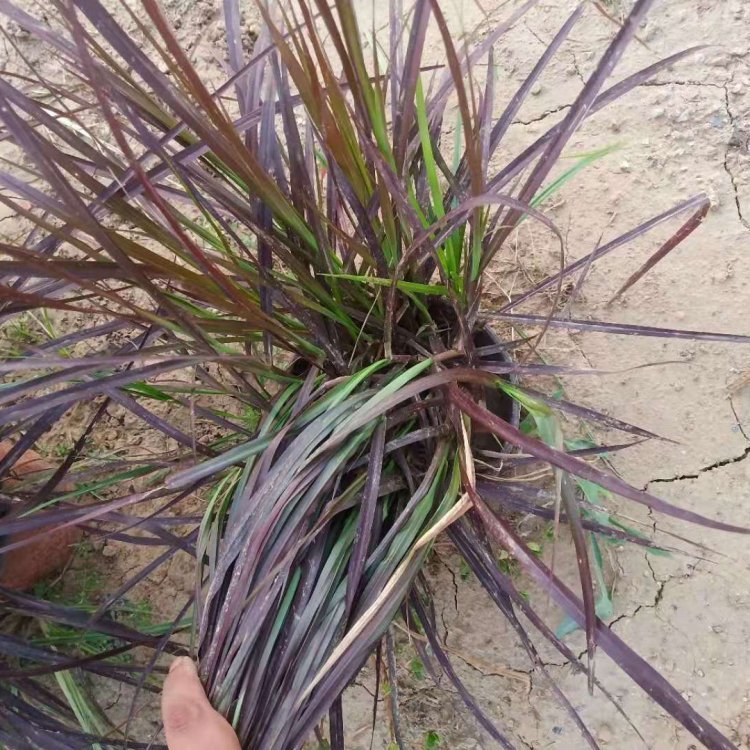 紫葉狼尾草容器苗