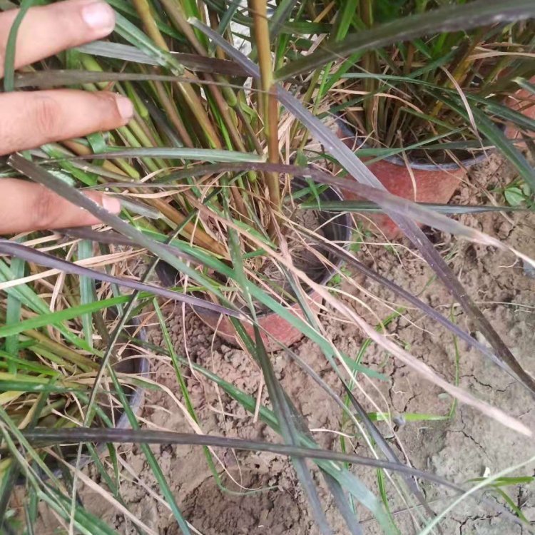 紫葉狼尾草容器苗