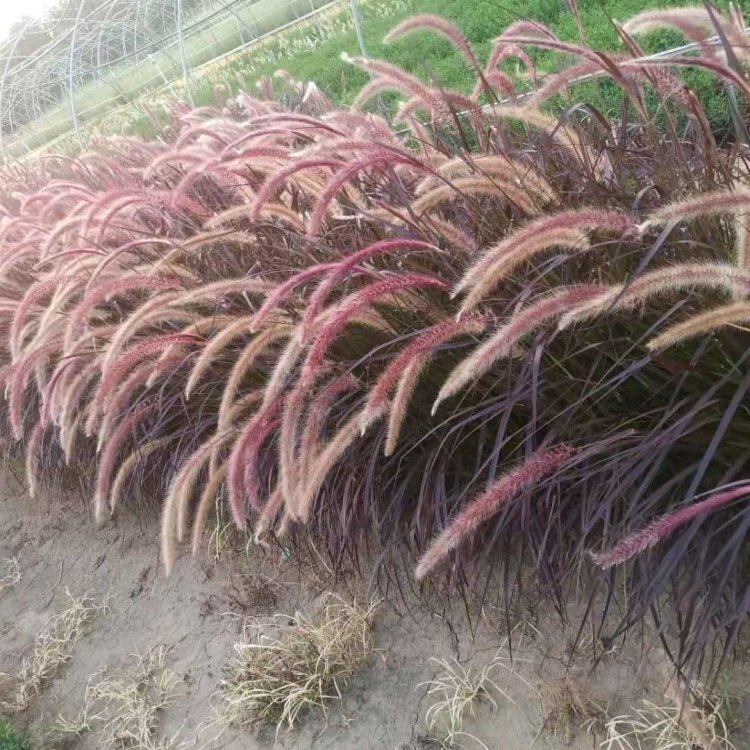 紫葉狼尾草容器苗
