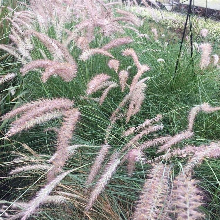 羽絨狼尾草容器苗