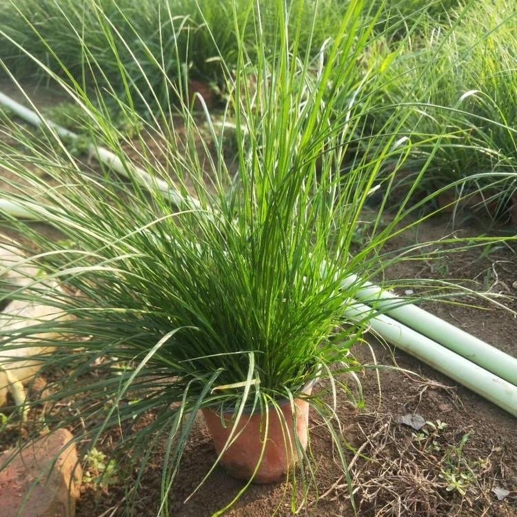 羽絨<a href='http://m.wuzhouwash.com/mucaozhongzi/1687.html' target='_blank'>狼尾草</a>容器苗