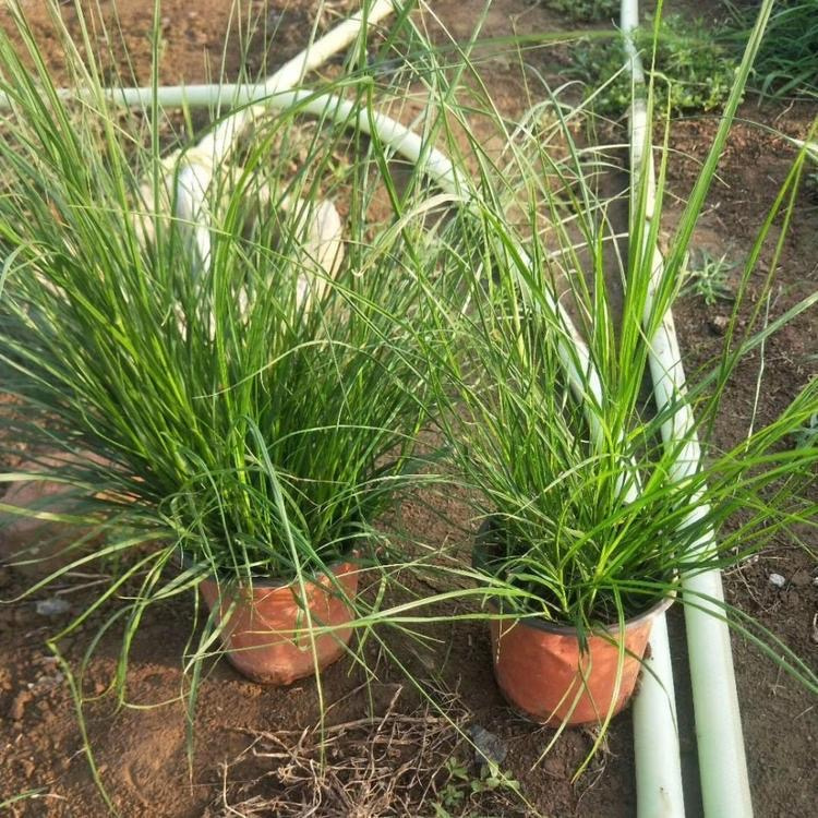 <a href='http://m.wuzhouwash.com/huajingzhiwu/32997.html' target='_blank'>羽絨狼尾草</a>容器苗