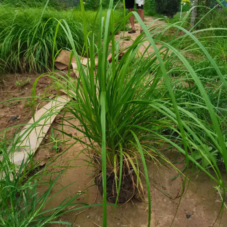 狼尾草容器苗