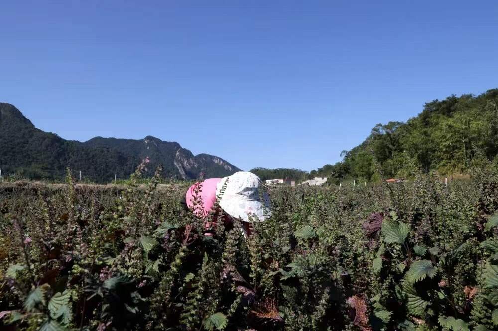 紫蘇