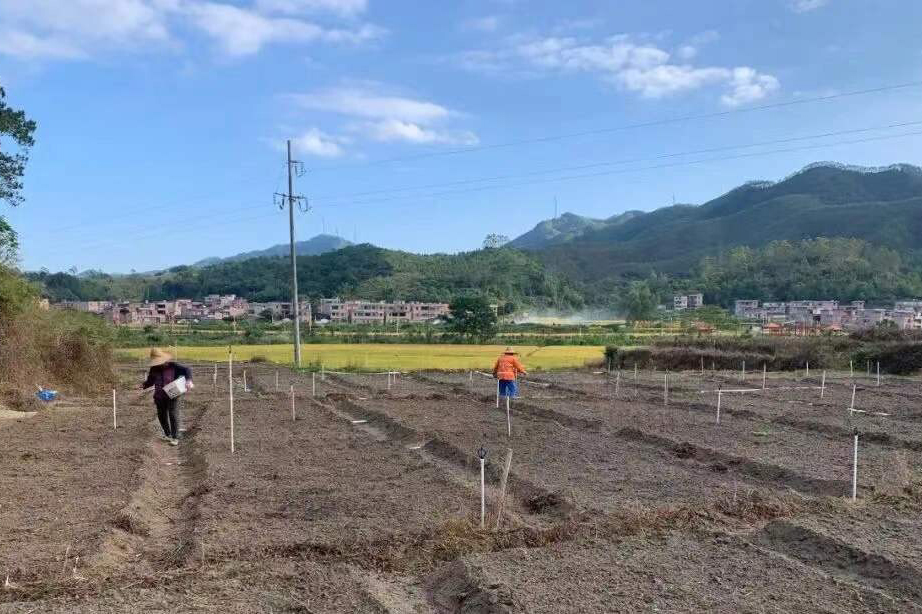 紫蘇