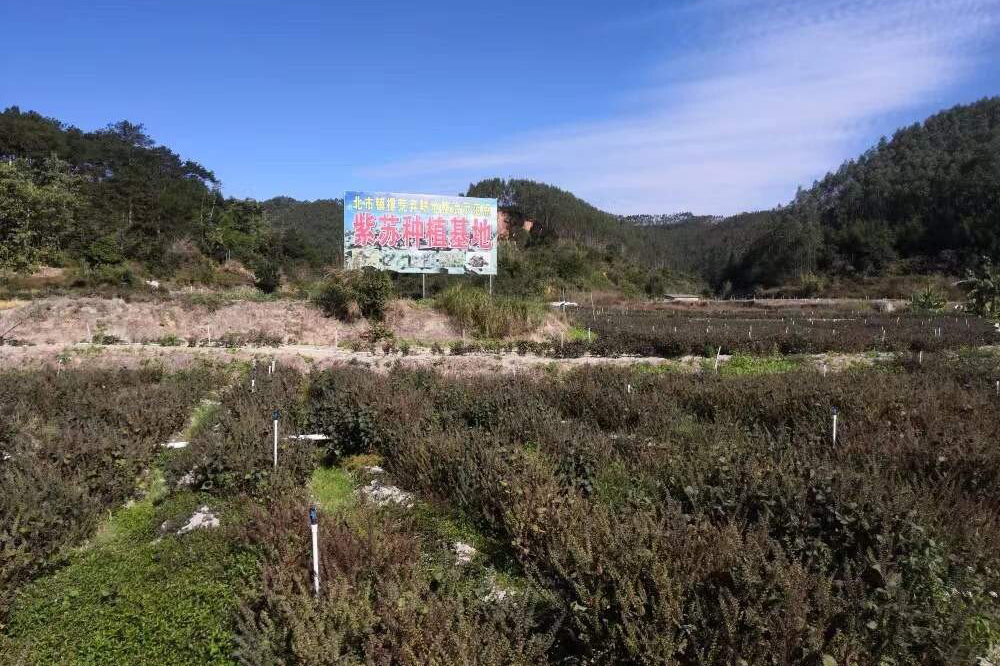 紫蘇種植