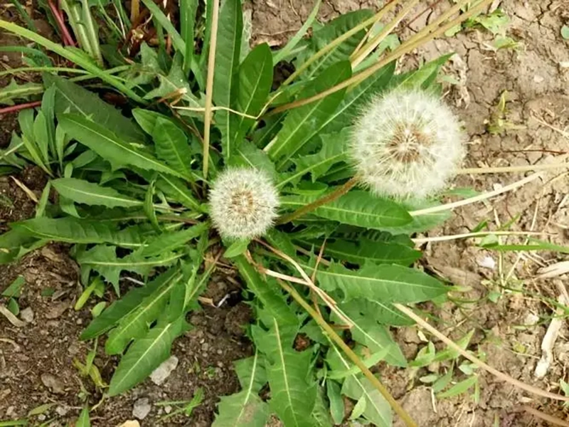 大葉蒲公英開花