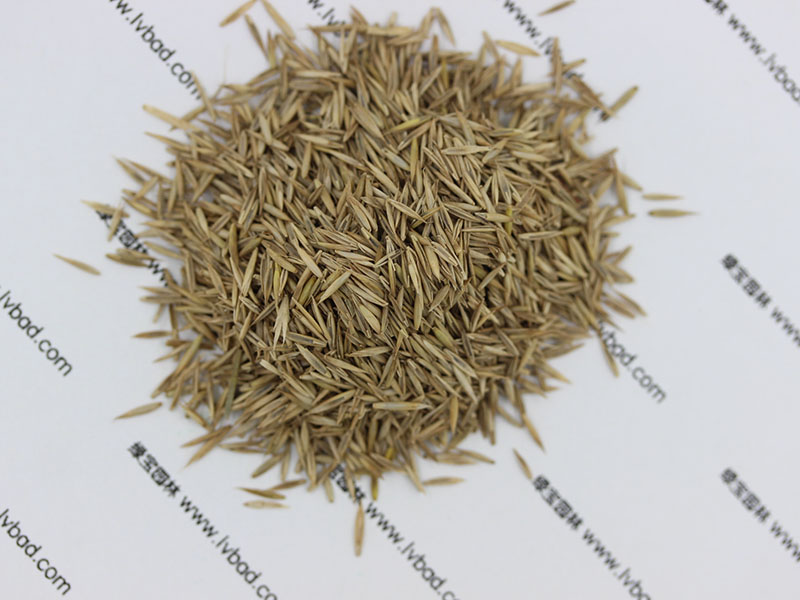 紫羊茅種子