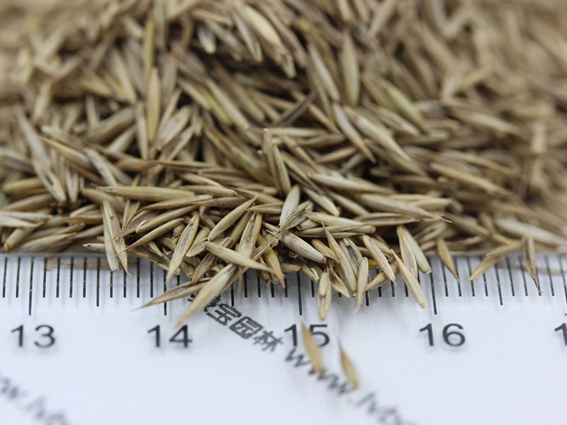 紫羊茅種子