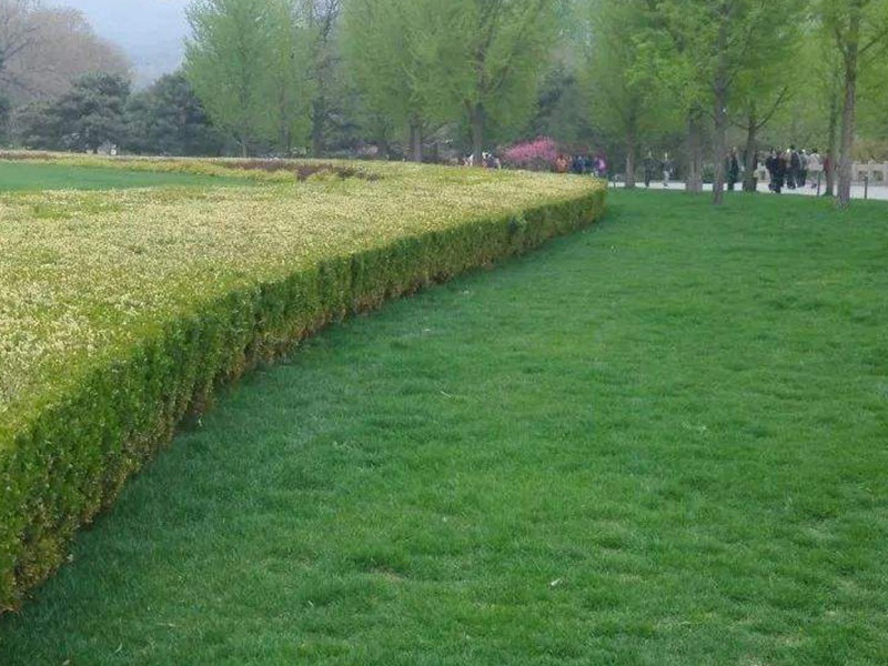 紫羊茅草坪