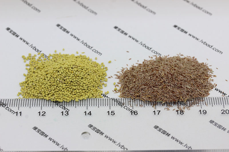 剪股穎包衣種子和剪股穎原種對比