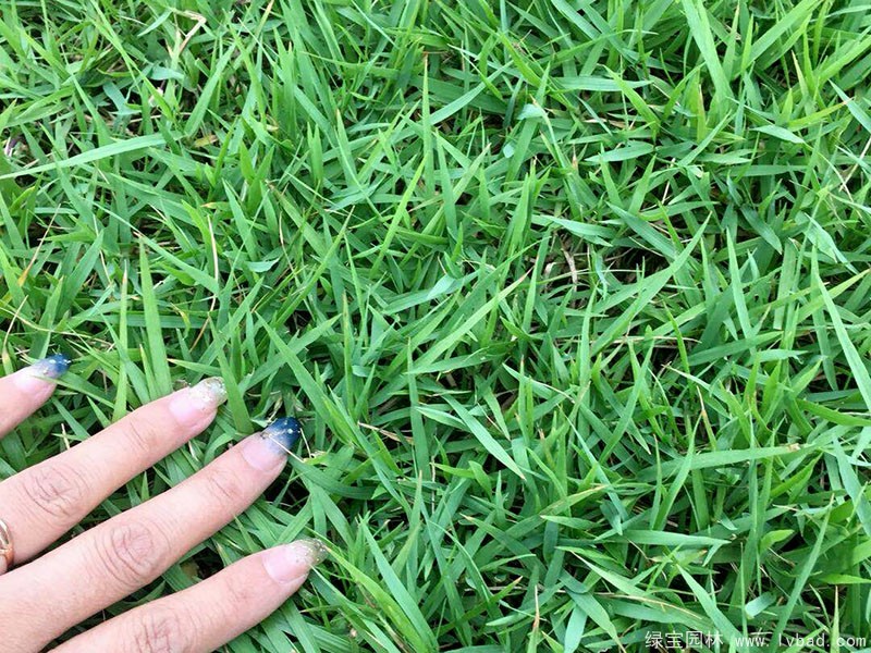 結(jié)縷草草坪