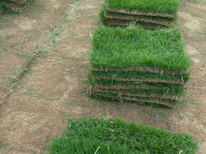 馬尼拉草坪