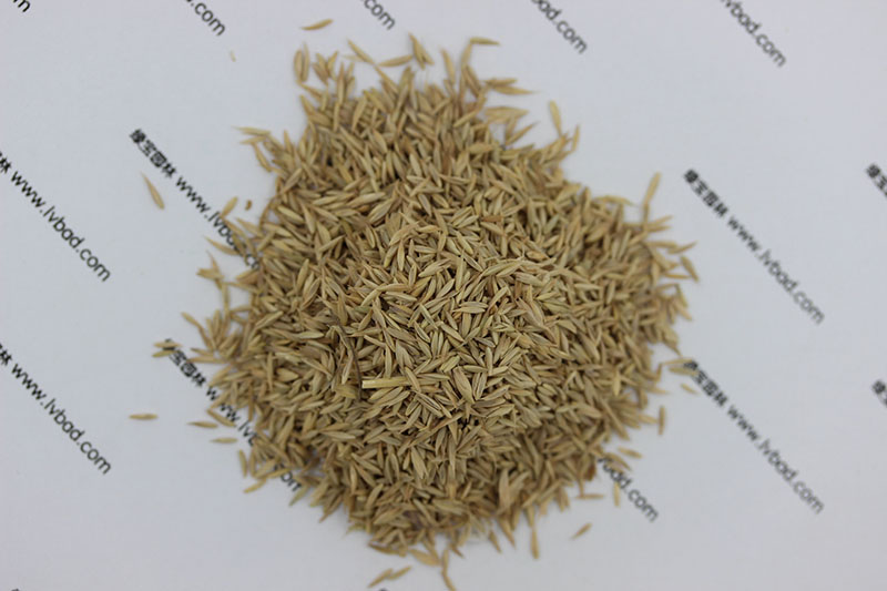 <a href='http://m.wuzhouwash.com/mucaozhongzi/8.html' target='_blank'>鴨茅草種子</a>