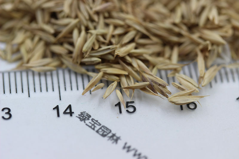 <a href='http://m.wuzhouwash.com/mucaozhongzi/8.html' target='_blank'>鴨茅草</a><a href='http://m.wuzhouwash.com/' target='_blank'>種子</a>